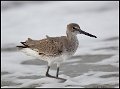 _6SB0158 atlantic willet